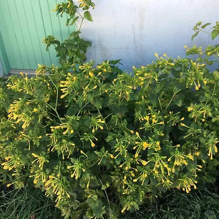 Maison Ile De Re Ferienhaus